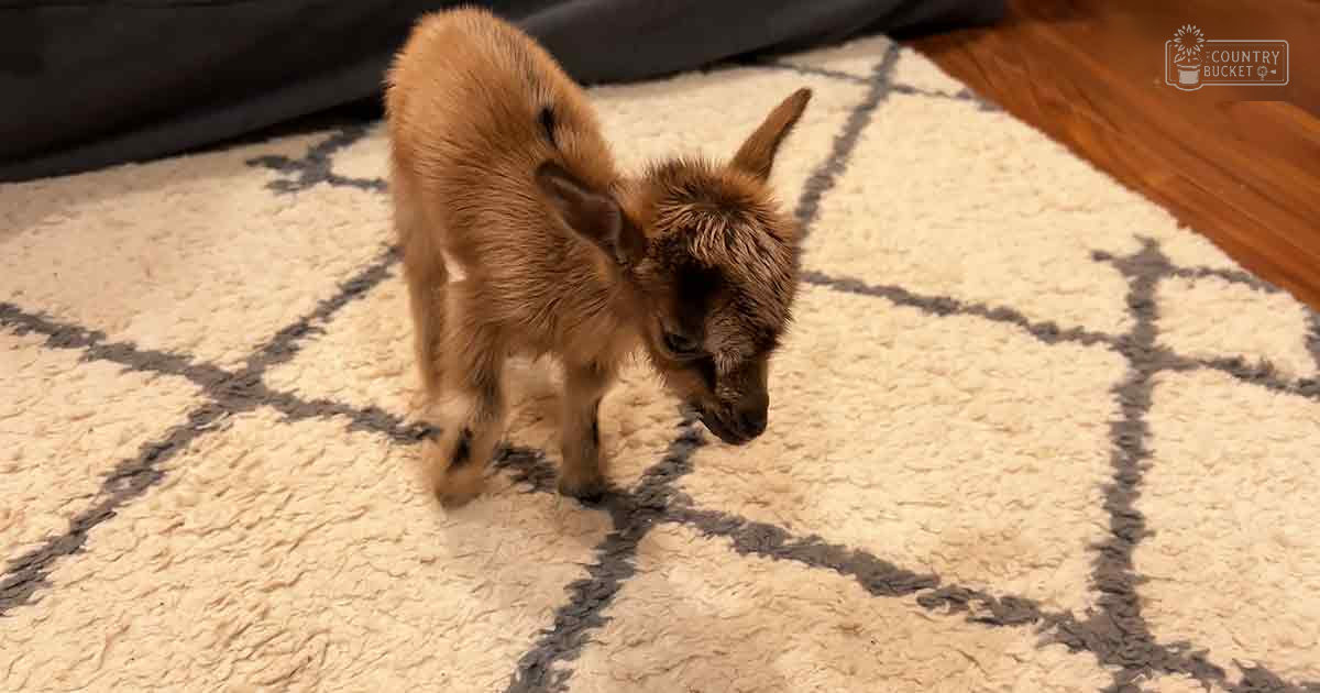 A baby goat with light brown fur stands indoors on a patterned rug in a cozy setting.