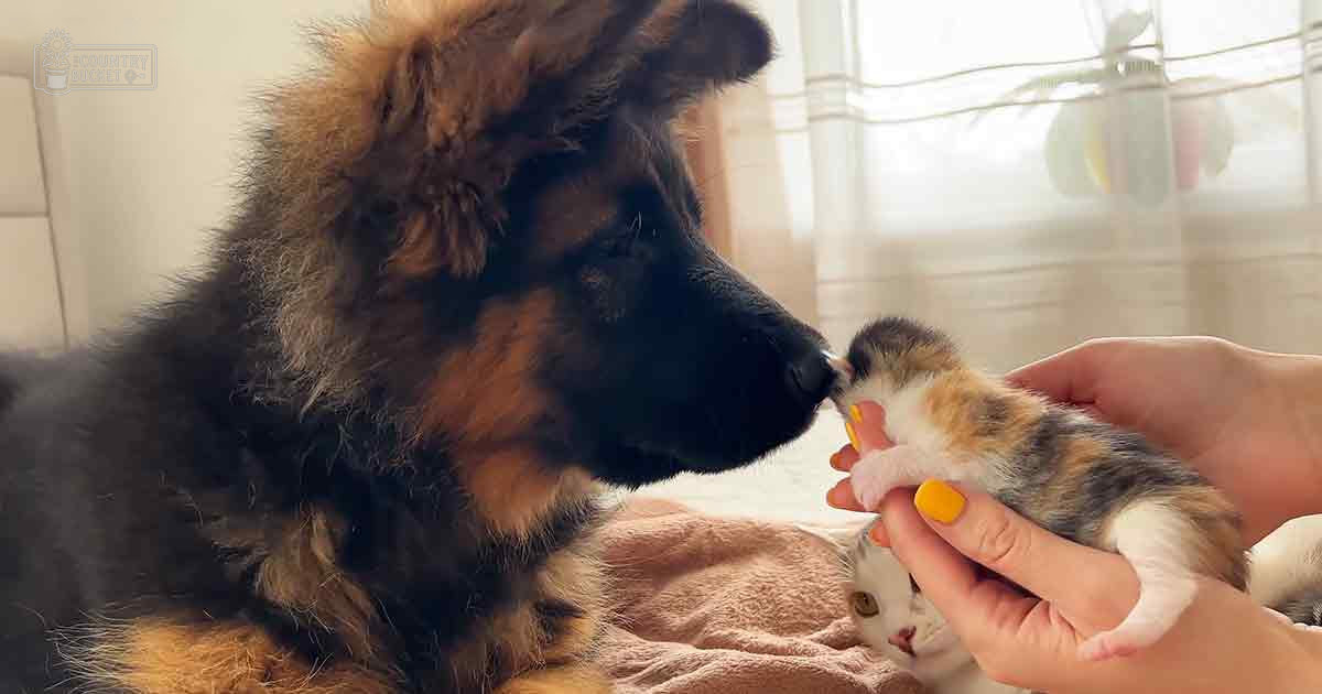 A German Shepherd puppy and a Tabby kitten in a softly lit indoor home setting with sheer curtains, furniture, and natural light filtering through the window.