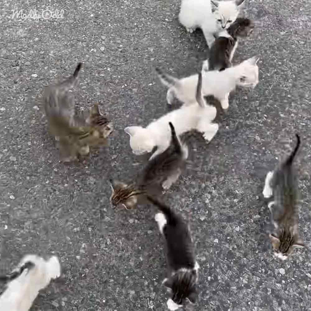 Various cats with different fur patterns on an outdoor asphalt surface during daytime natural light.