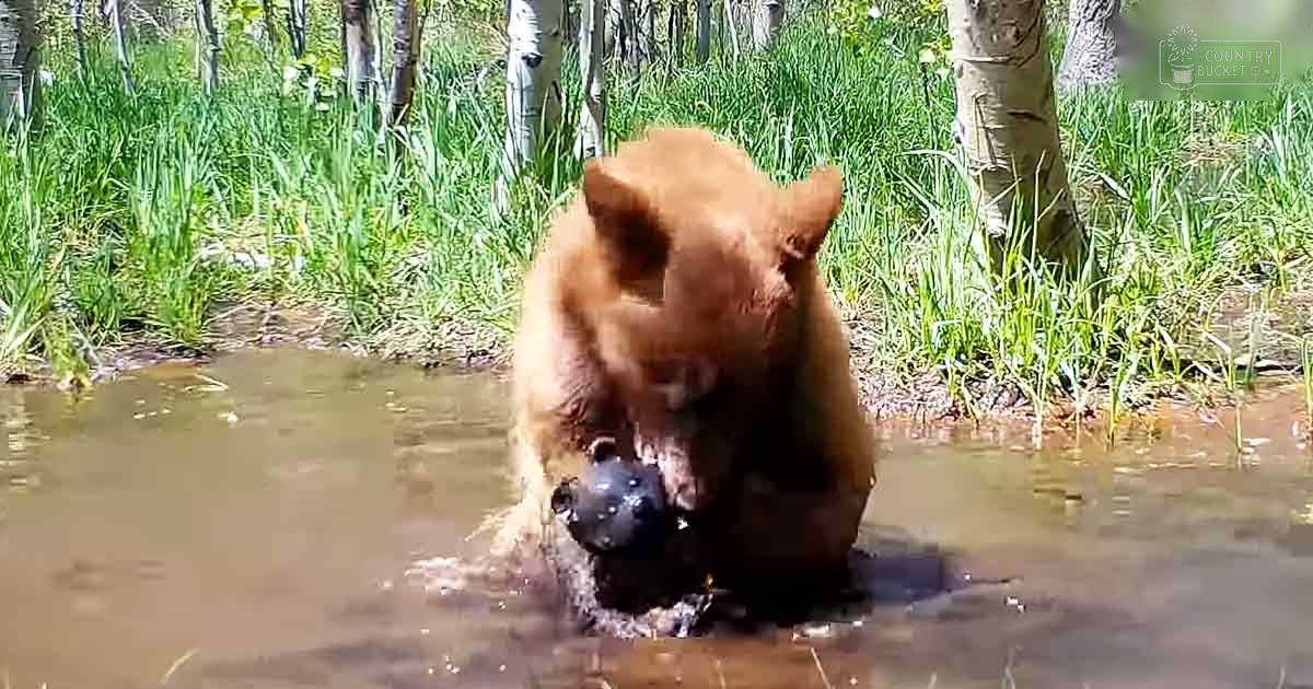 A brown bear with reddish-brown coat in a forested area during spring or summer daylight.