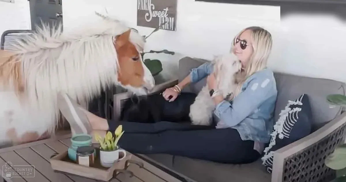 An adult female interacts with a brown and white miniature horse in an indoor setting, surrounded by rustic decor with a wooden coffee table and 'Farm Sweet Farm' sign.