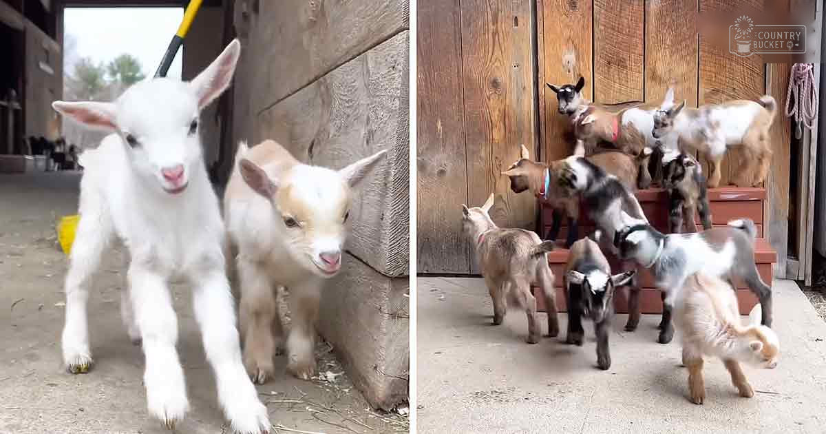 Baby Nubian or Boer goats with white, light brown, black-and-white patches in an outdoor barnyard setting near a concrete floor and green vegetation on spring or summer day.