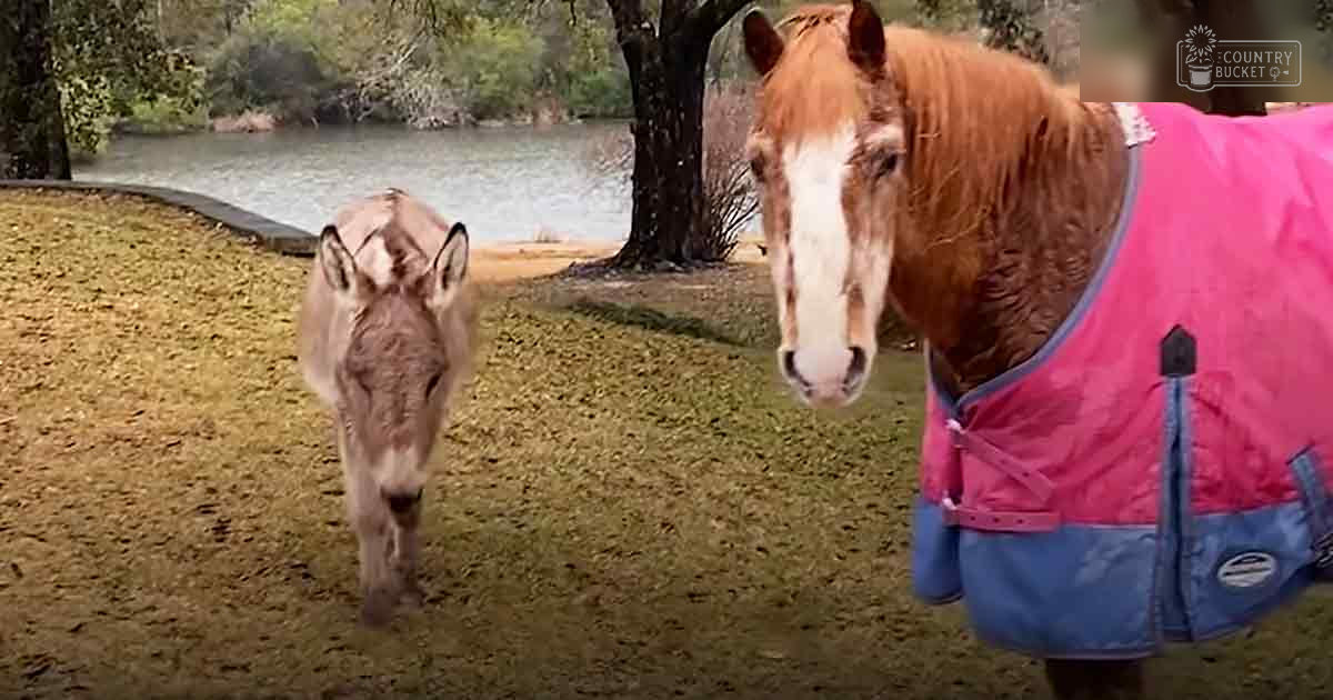 An adult-sized donkey with light brown fur stands near an adult-sized horse wearing a pink and blue blanket or coat, surrounded by grassy terrain with trees and water visible in the background; season appears to be autumn due to fallen leaves on the ground.