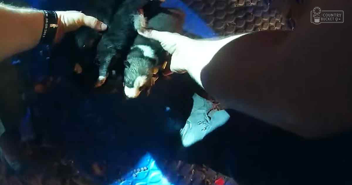A small mammal, possibly a ferret or similar rodent, held by an adult male in a dark outdoor setting illuminated by artificial light at night.