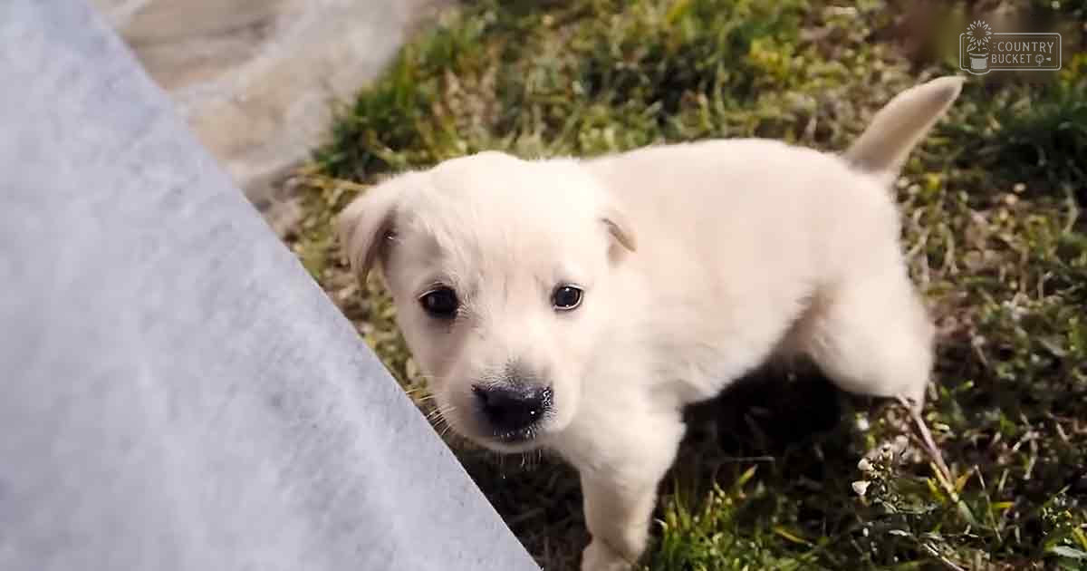 A young white puppy with dark eyes and black nose stands on green grass outdoors, partially covered by a white cloth.