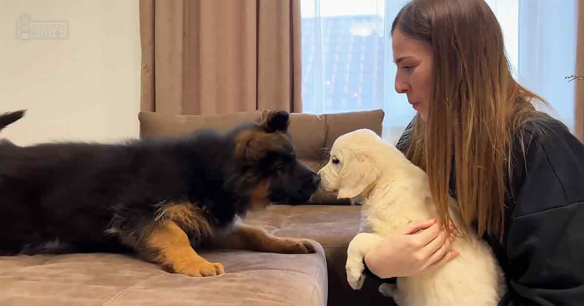 Young adult female interacting with two puppies in a cozy indoor living room setting. The scene is softly lit by natural daylight streaming through beige curtains.