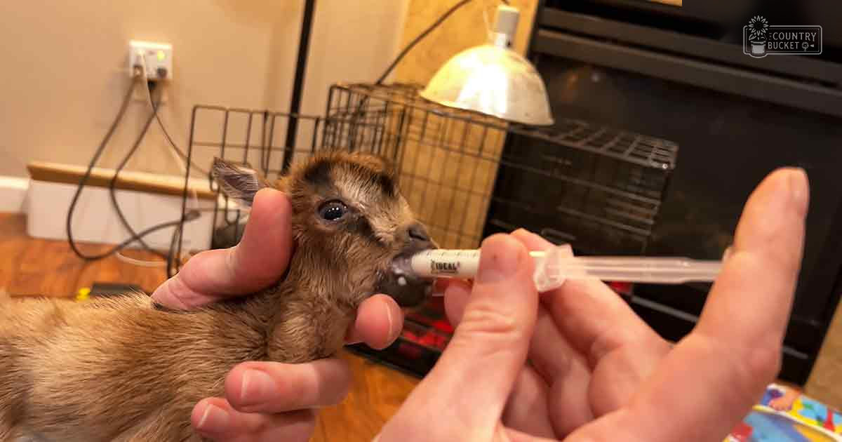 A baby Nubian goat being bottle-fed indoors, surrounded by winter or early spring elements like a heat lamp and fireplace.