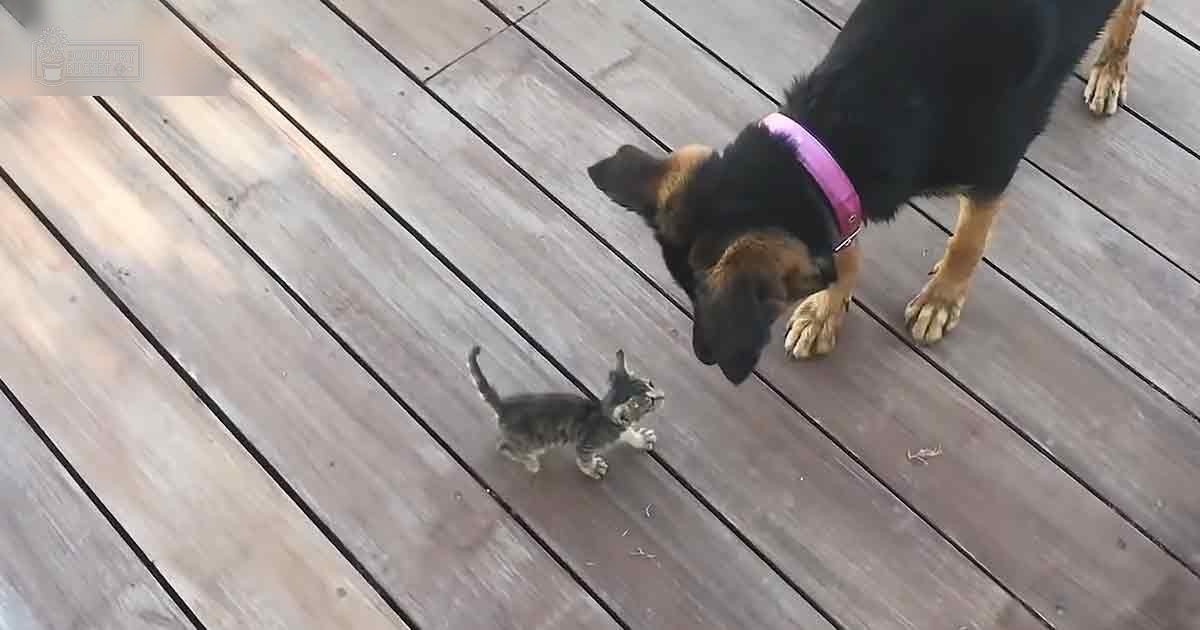 A tabby kitten interacts with a German Shepherd adult dog on a wooden deck in natural light.