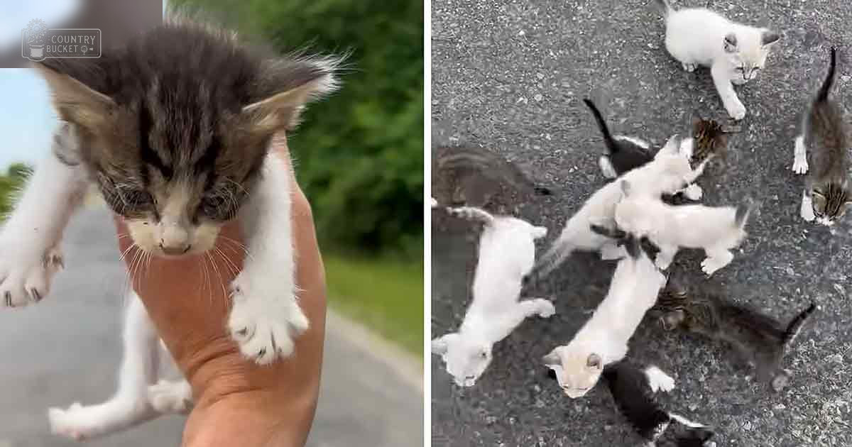 Two scenes of kittens: one kitten being held in an adult's hand outdoors with a paved surface and greenery; another scene shows multiple kittens playing on asphalt under natural daylight