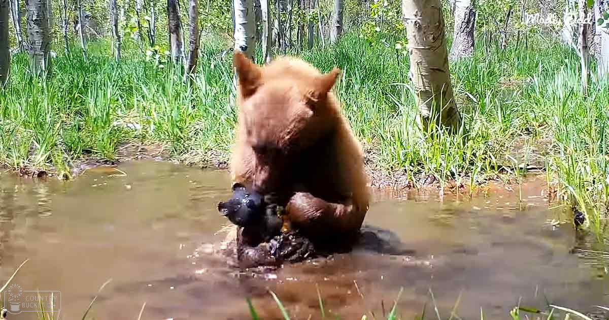 A rich brown adult bear in a lush forested area with a body of water, likely spring or summer day.