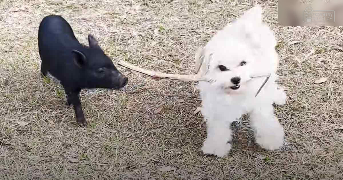 A fluffy white Bichon Frise puppy and a small black piglet in an outdoor grassy setting, suggesting spring or summer.