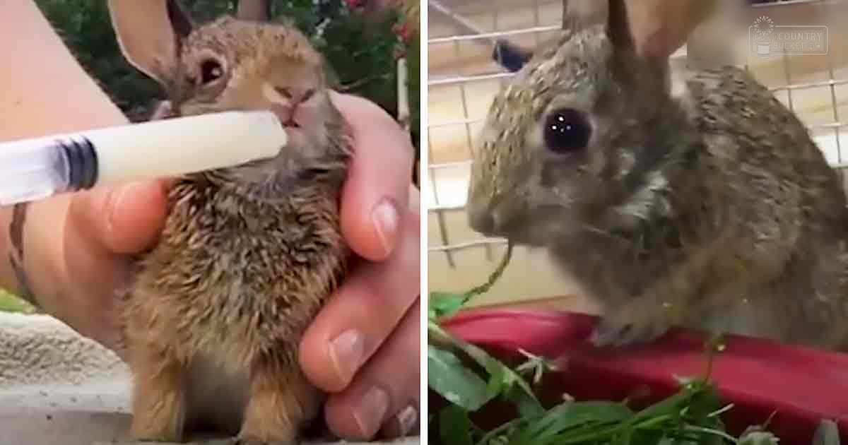 A baby rabbit being bottle-fed by an adult female in a green outdoor setting with leafy greens and a wire cage.