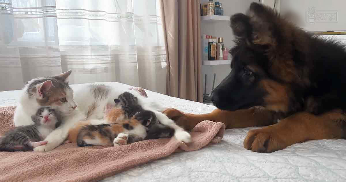 A German Shepherd puppy and a mother cat nursing her kittens indoors with light-colored curtains and furniture.
