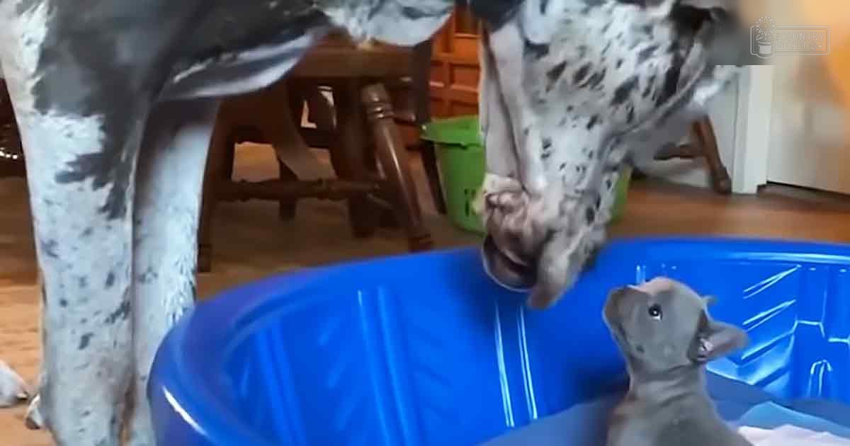 A large white-and-black dog and a smaller gray puppy in an indoor setting with blue kiddie pool, wooden furniture, and green storage bins.