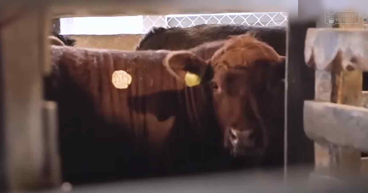 A brown and black cow standing indoors against a metal barrier in an agricultural setting.