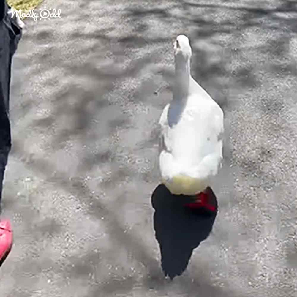 A domesticated or farm-raised duck with white plumage and black wings, red patch near its beak, on snow-covered ground during winter.