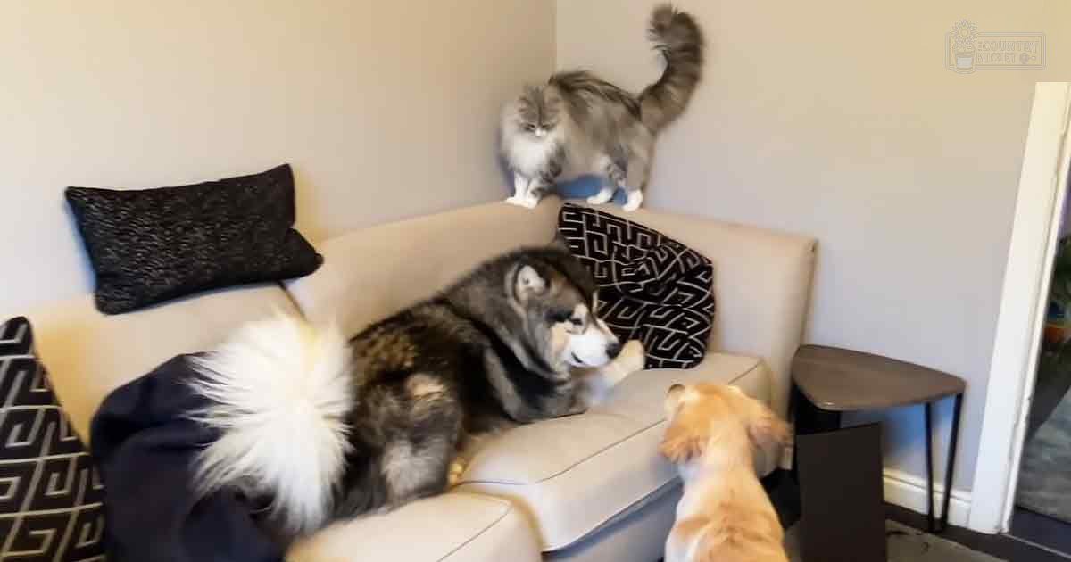 A large Husky with black and white fur rests on a beige couch, accompanied by a smaller grayish-brown cat and another golden dog in an indoor living room setting.