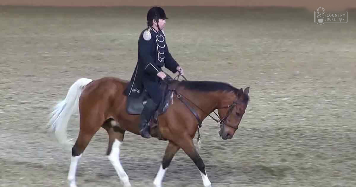 A brown Thoroughbred horse with a white tail and legs stands in an outdoor equestrian arena under cloudy skies. The rider, wearing dark riding attire, is preparing for a formal equestrian event.