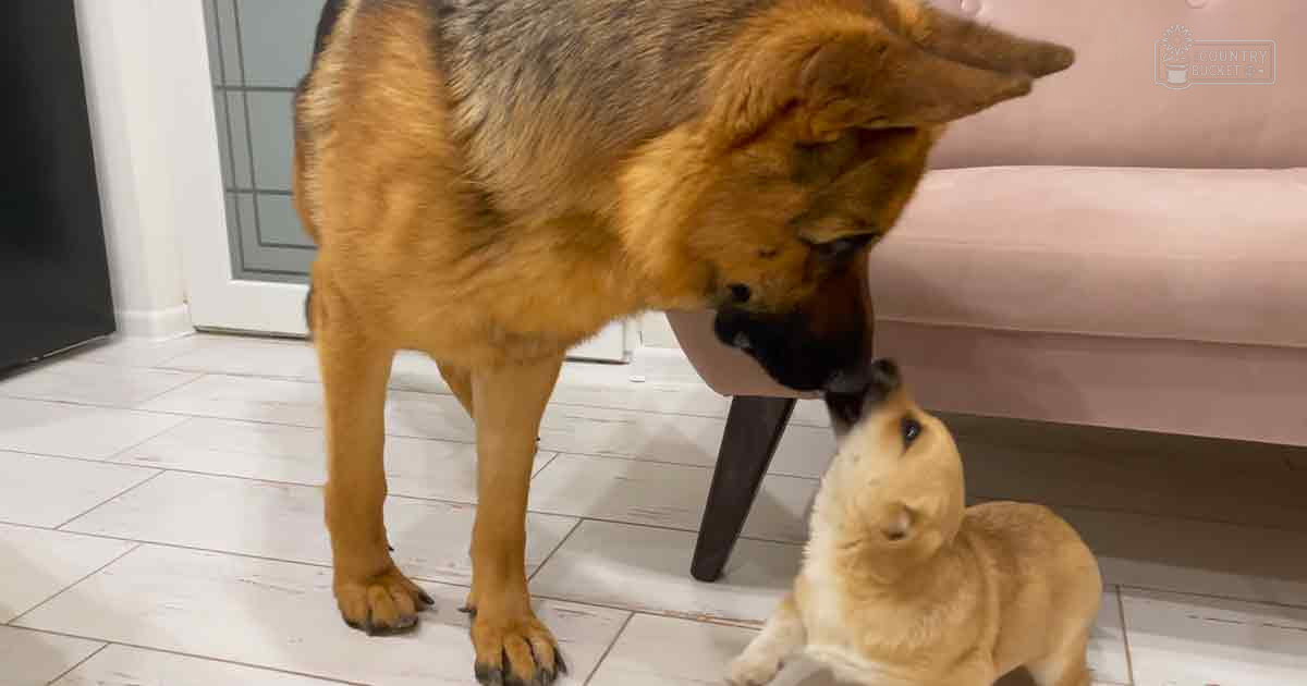 Two German Shepherds interacting indoors with a pink couch in the background.
