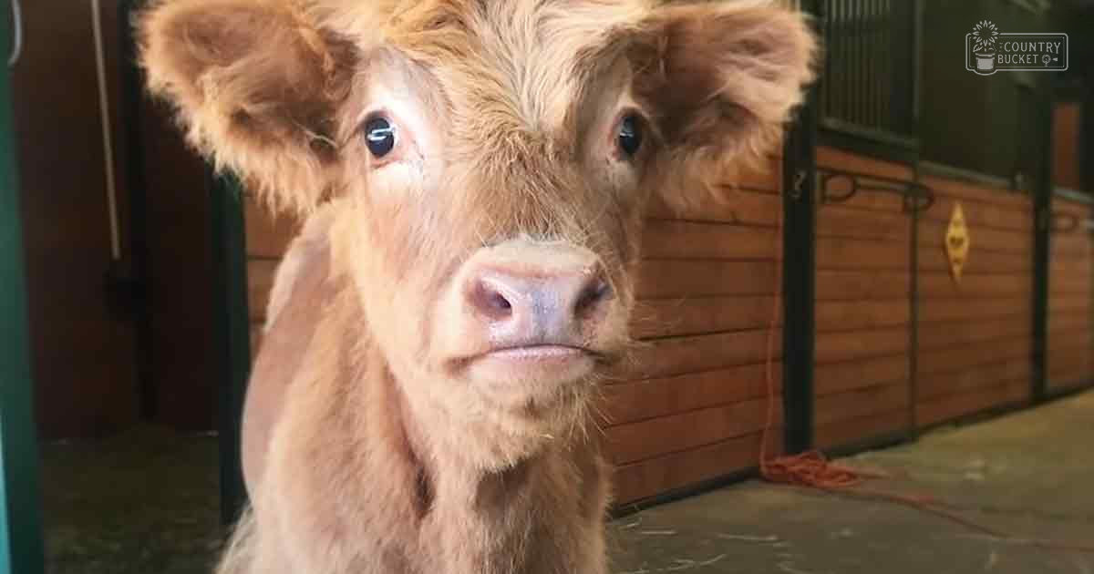 A young light-brown calf with large ears stands indoors within a stable or barn setting, surrounded by wooden walls and hay on the ground.