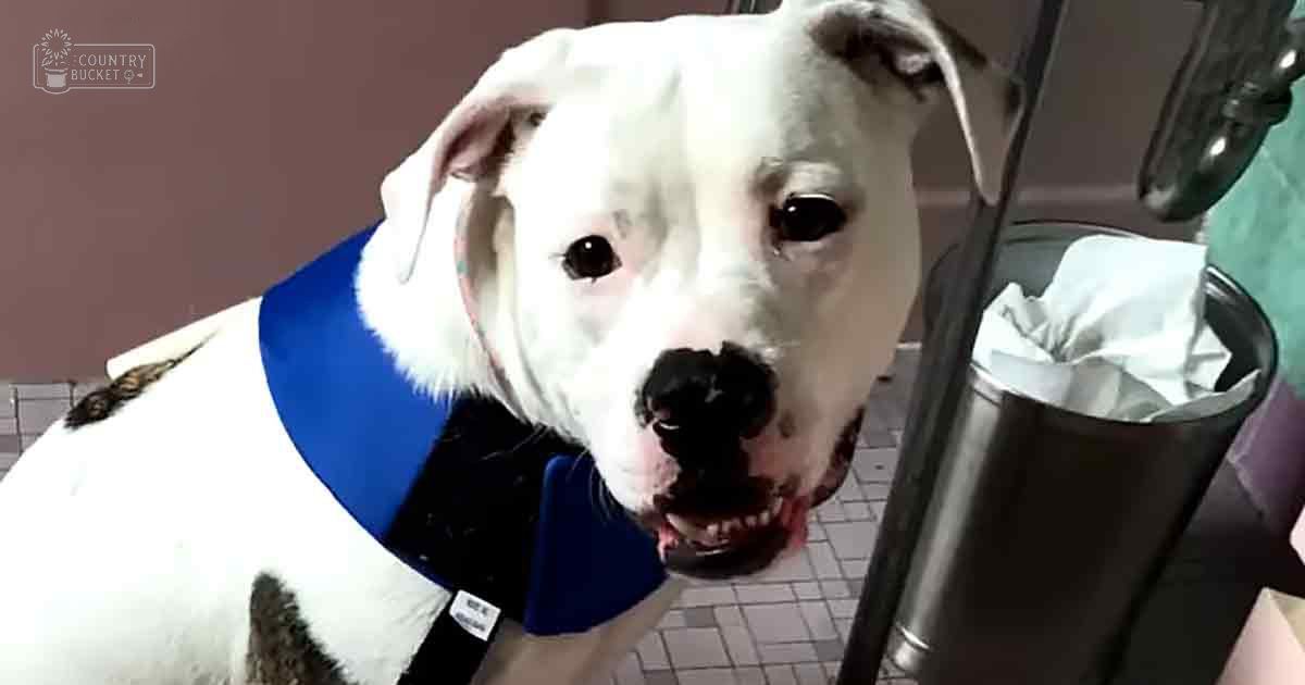 A white American Bulldog with black markings, wearing a blue Elizabethan collar, in an indoor veterinary clinic setting.