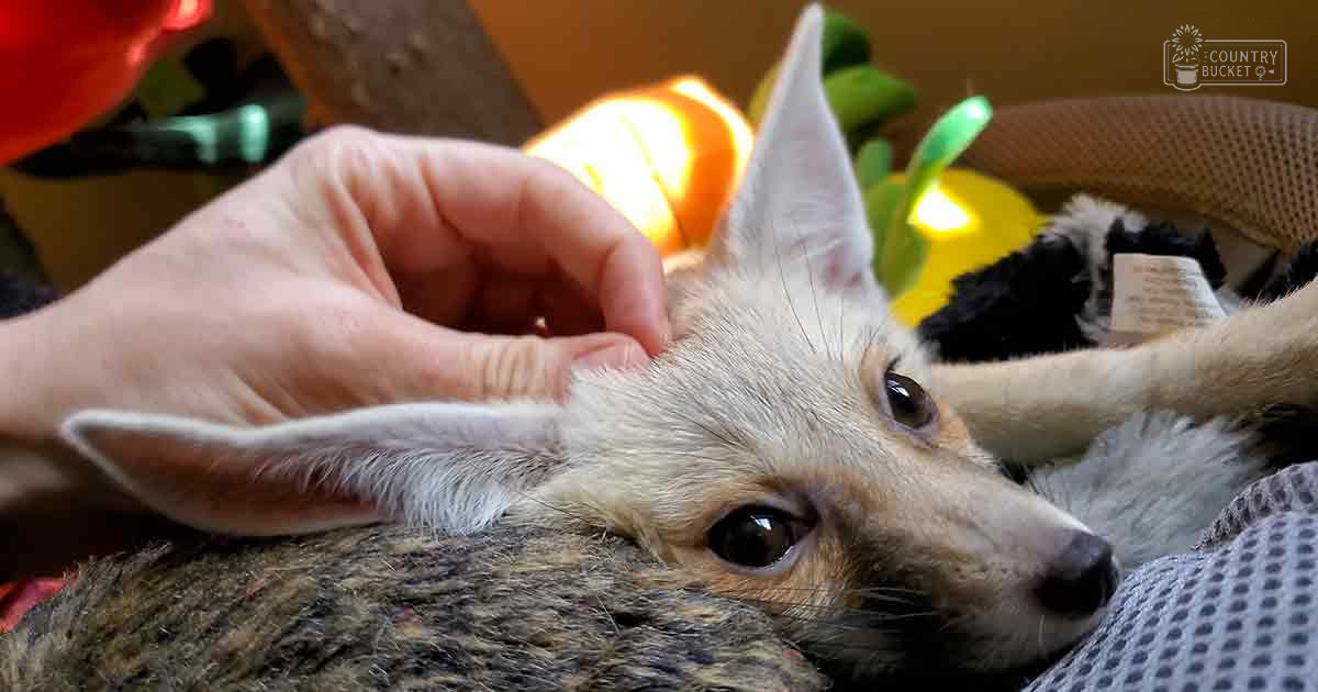 A juvenile fennec fox being held by an adult female, with a casual indoor setting and muted tones of beige, yellow, and green.