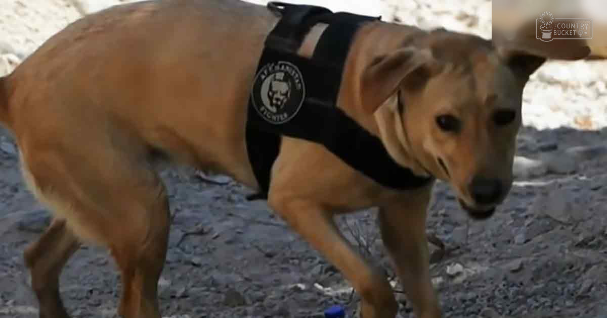 A slender light brown greyhound with 'NYC HANDS UP FIGHTER' on its black harness vest stands in a rocky area with patches of snow, likely winter or early spring.