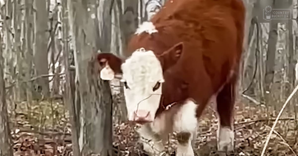A brown and white cow with horns stands in a forested area covered in dry leaves, suggesting autumn.