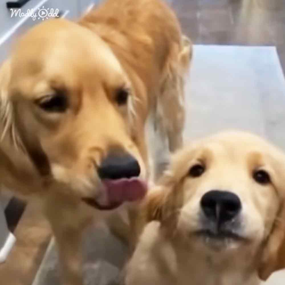Two adult Golden Retrievers inside a softly lit room with neutral-colored walls and flooring.