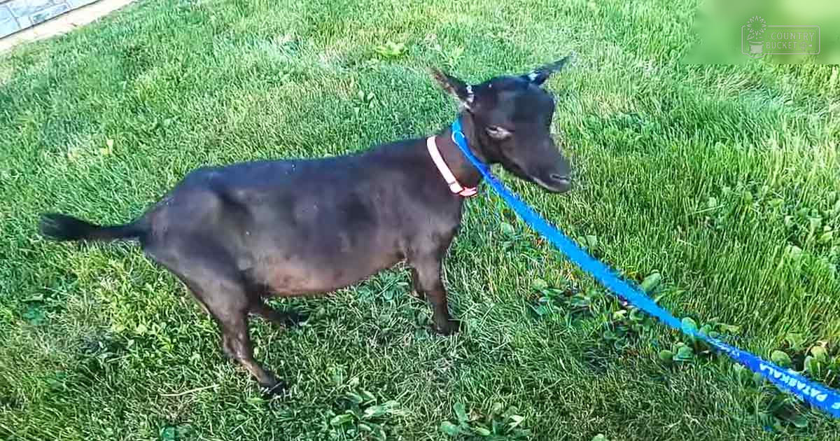 A black adult breed dog with a blue leash in an outdoor setting with green grass and paved area