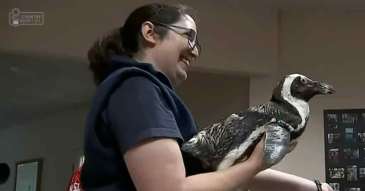 An adult female wearing a dark blue short-sleeved shirt, holding an African penguin juvenile with black-and-white markings, in what appears to be an indoor setting possibly at a zoo or sanctuary.