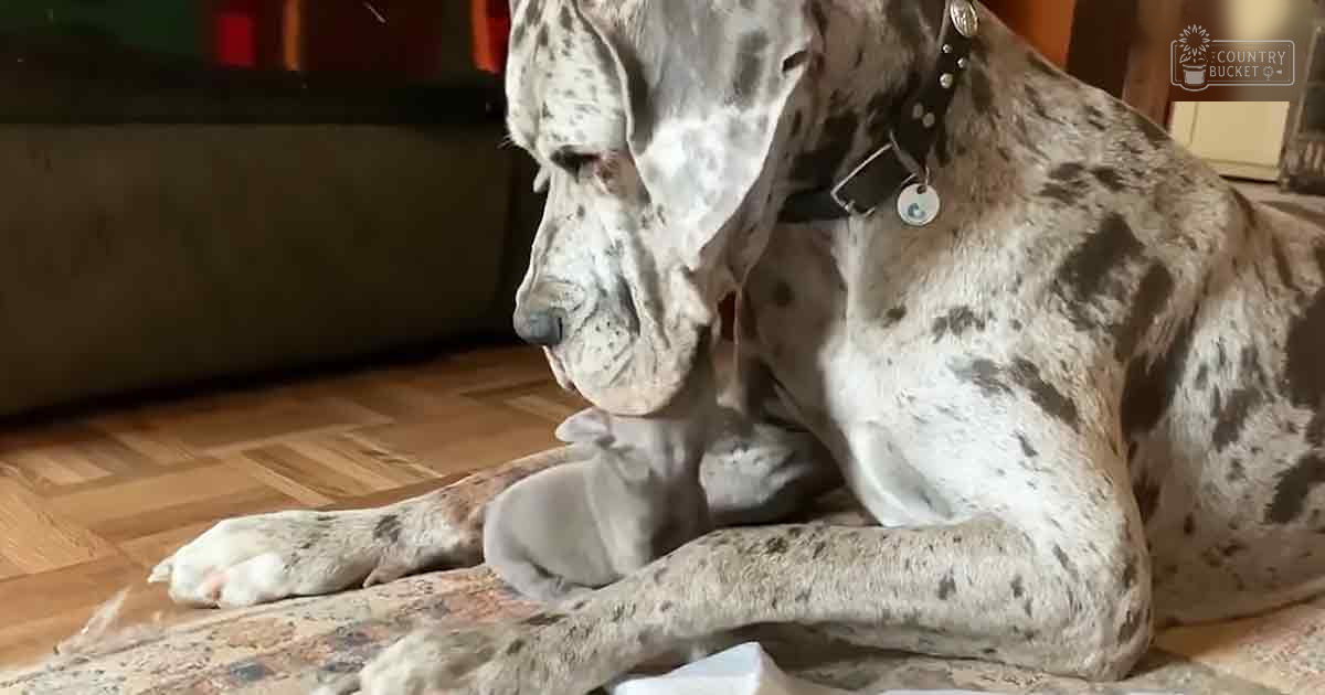 A Great Dane with a speckled coat of white and dark brown/black markings lies indoors on a patterned rug, surrounded by furniture like a sofa in a home setting.