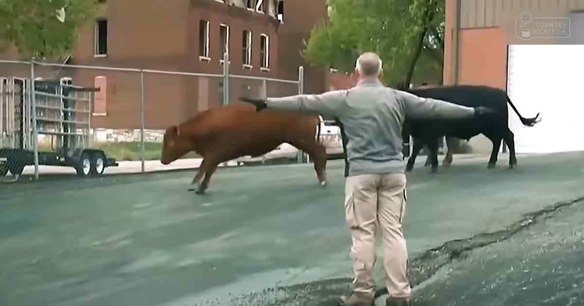 Adult male farmer interacting with cows near a metal trailer and farm structure on an outdoor farm during spring or summer under natural daylight.