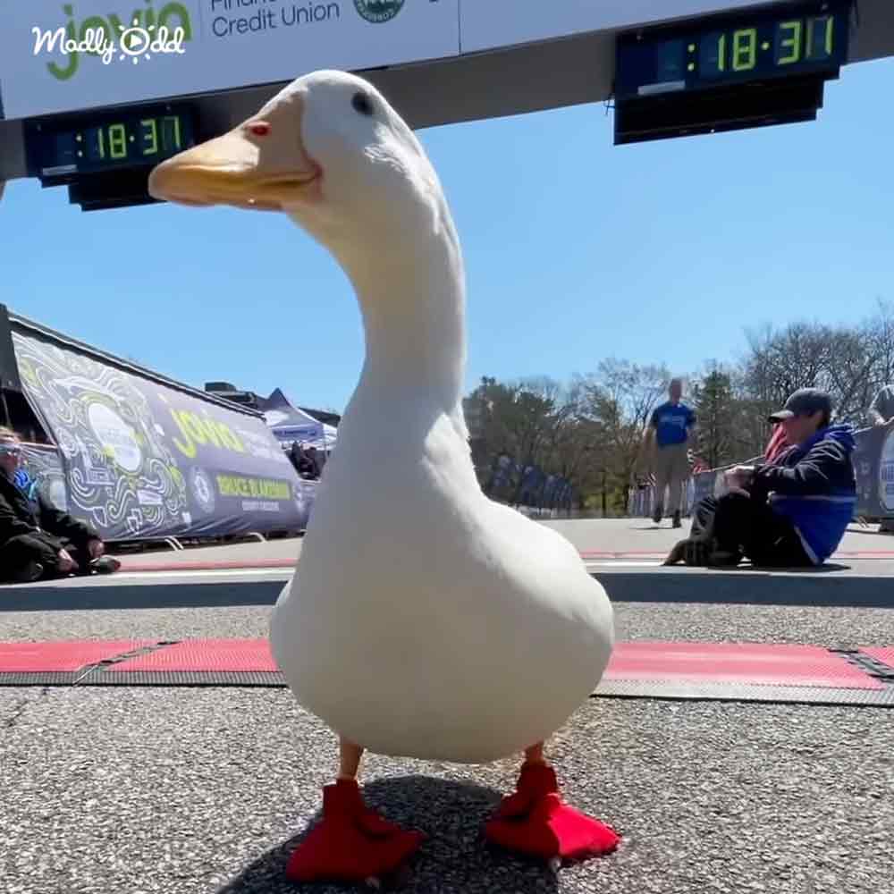 A white duck with red feet stands in front of a finish line at an outdoor running or walking event. Spectators, including an adult male and older female, are nearby under blue tents on clear skies.