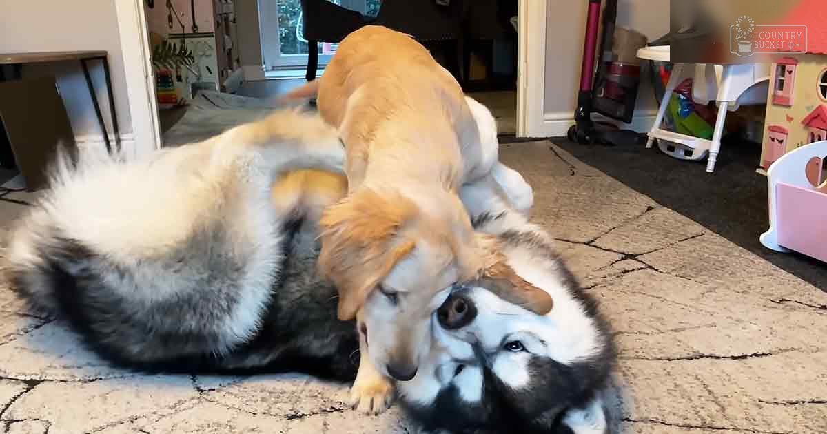 Two playful dogs, a golden retriever and a husky with black and white markings, interact on the floor amidst home decor inside a well-lit room.