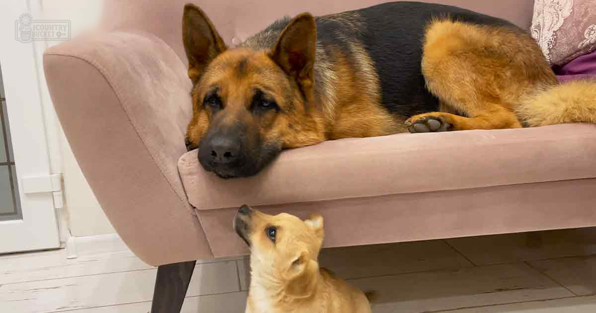 A large German Shepherd dog with black and tan fur lies on a pink armchair in an indoor setting; nearby is a smaller dog with light brown fur.
