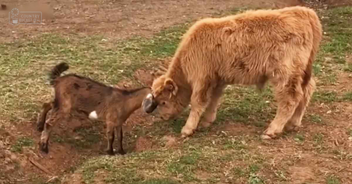 A Highland cow with its dark brown, white-marked calf standing in a lush, green grassy field during spring or summer.