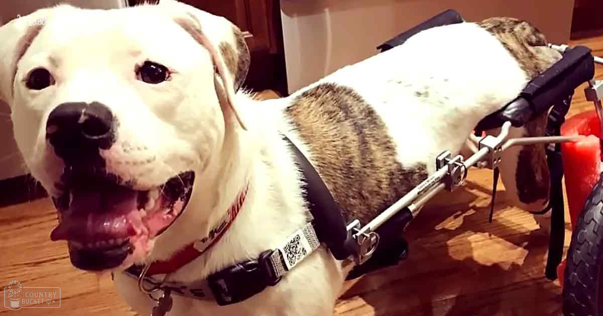 A large white dog with brown markings on back and legs, possibly a Labrador Retriever mix, sits in a wheelchair indoors with wooden flooring and walls.