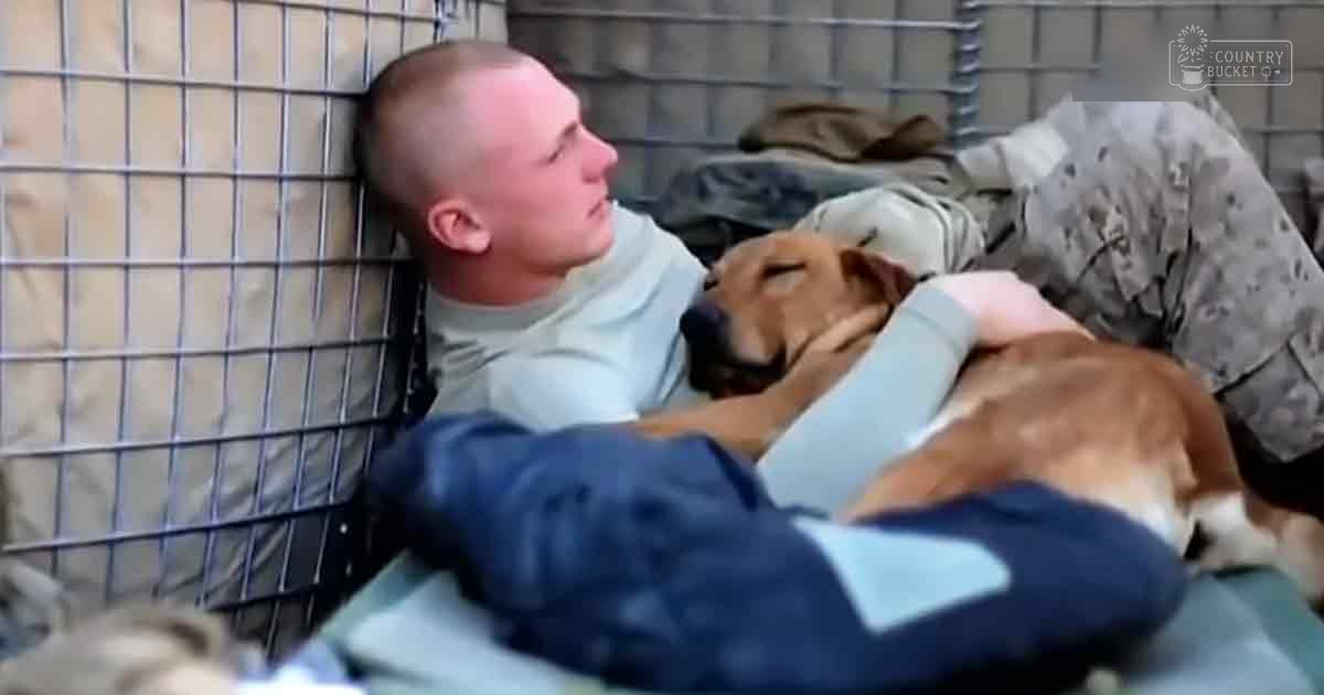 A mixed-breed dog, possibly a Labrador Retriever mix, with brown and white fur stands beside an adult male soldier in an army setting. The scene is illuminated by natural daylight.