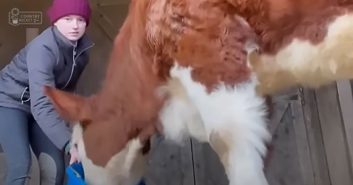 A young female wearing a dark gray zip-up jacket and purple knit hat interacts with a brown-and-white Holstein cow in an indoor barn setting, partially illuminated by daylight.