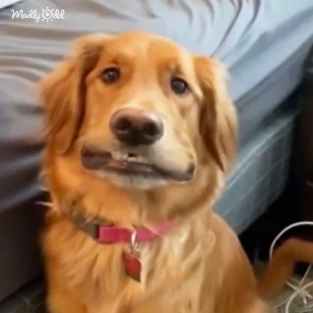 A golden retriever with long, light brown fur and floppy ears sits indoors in a bedroom setting with blue bedding. The scene is lit by natural daylight.