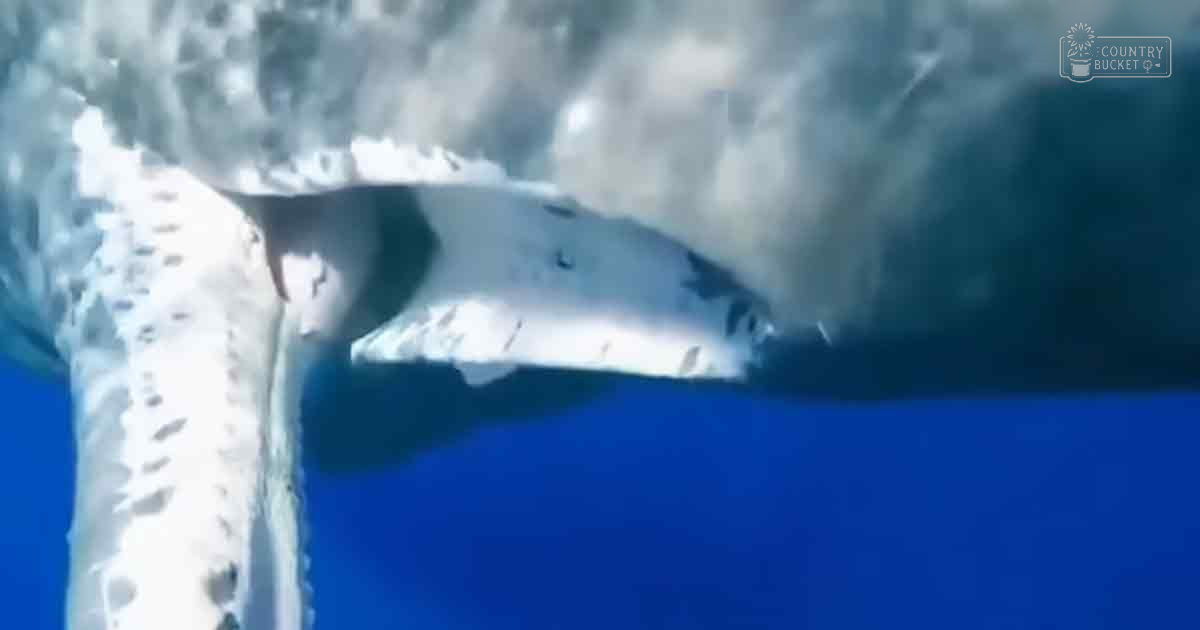 Underwater scene with whale, blue ocean floor, and white structures