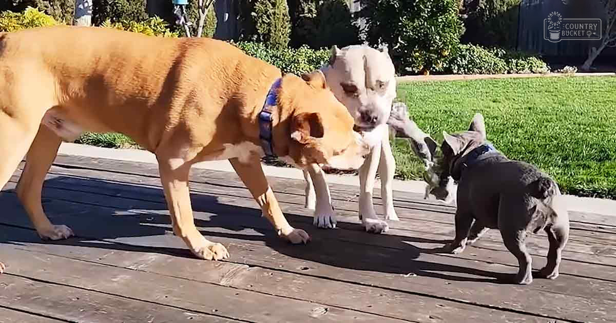 A light brown dog with darker markings and a white and tan whippet or similar breed interacting on a wooden deck in an outdoor garden setting during daytime, likely spring or summer.