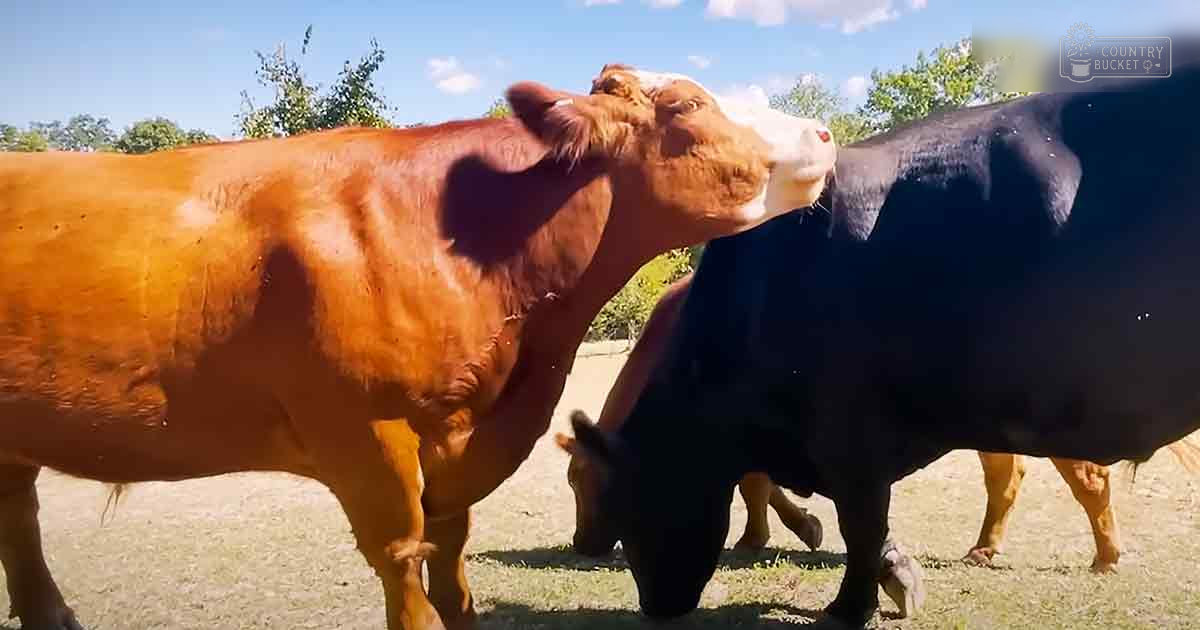 Two Holstein adult cows with distinct brown, black, white, and green natural markings in an open field with trees under a clear blue sky during summer.