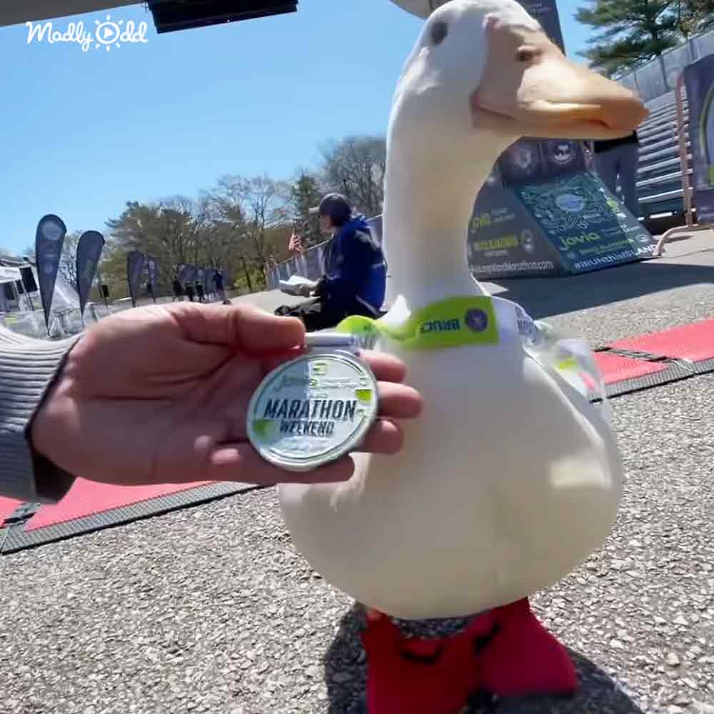 A large white goose mascot with red feet and a green band around its neck at an outdoor marathon event under bright daylight, surrounded by trees and event signage.