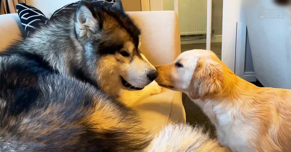 Two dogs, an Alaskan Malamute and a golden retriever puppy, interacting in a living room with beige furniture and natural light.