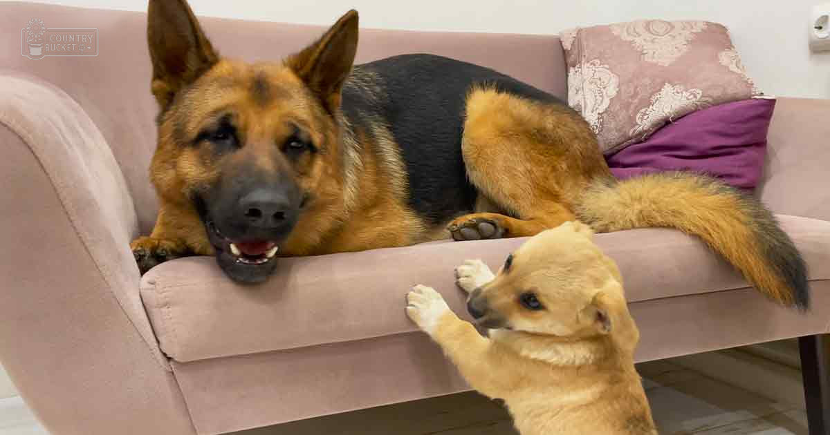 A German Shepherd dog lies on a couch, while a small dog stands on its hind legs in front of it; light pink couch with decorative pillows in shades of purple and patterned fabric.