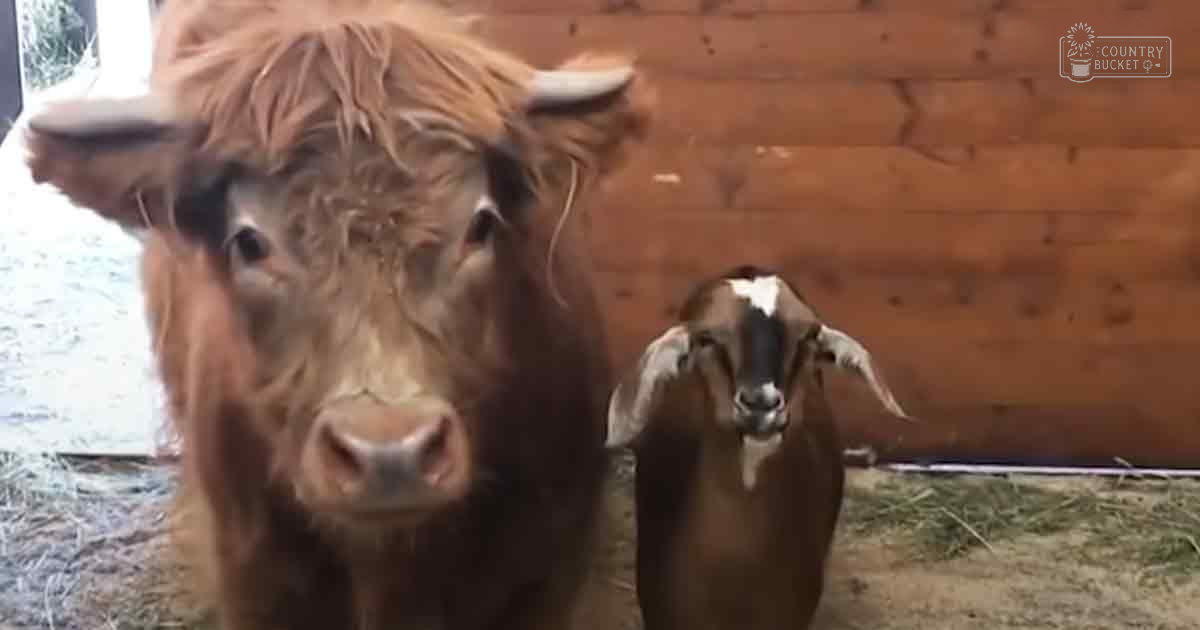 A large brown cow with long horns stands inside a barn, accompanied by a smaller brown goat or sheep marked with white on its face and legs; hay is scattered on the wooden floor under natural indoor light.