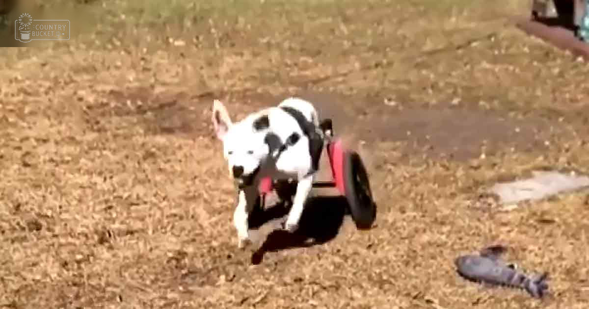 A Great Dane or similar large breed dog in a wheelchair outdoors on a sunny day during spring or summer.