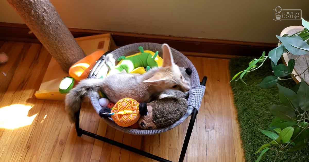 A fennec fox with large ears, greyish-brown fur, and an indoor setting filled with toys and wooden flooring elements.